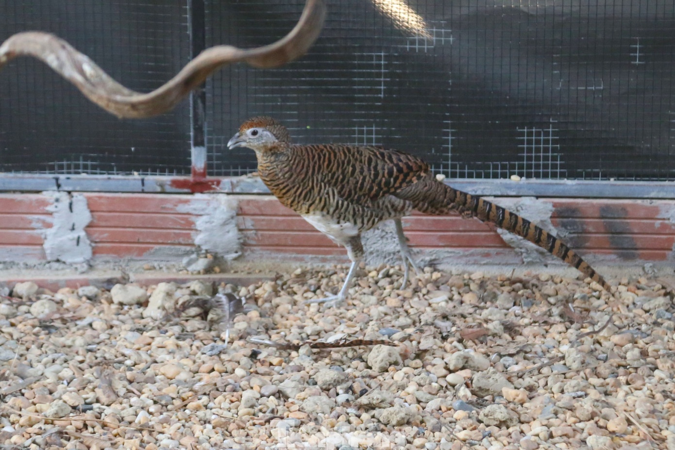Thai Khac Thanh ga loi anh 9
