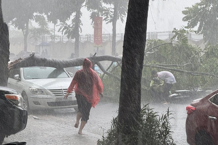 Cay de oto Ha Noi anh 1