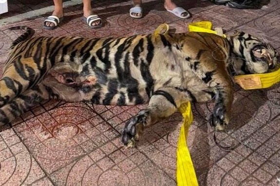 Giat minh dong vat hoang da rao ban day coi mang hinh anh