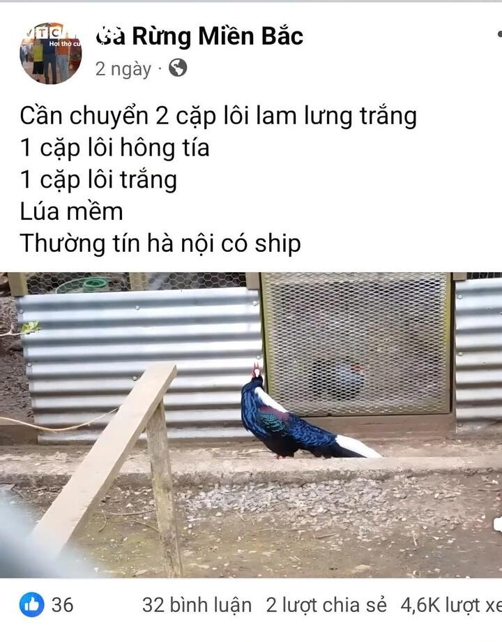 Ga loi trang anh 2