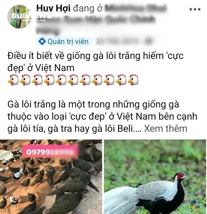 Ga loi trang anh 1