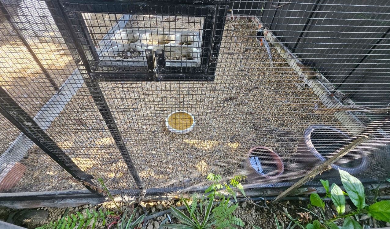 Can canh noi anh nong dan nuoi nhot, nhan giong ga loi trang hinh anh