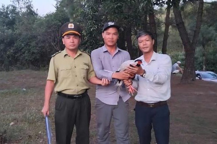 Ga loi trang Hue anh 1
