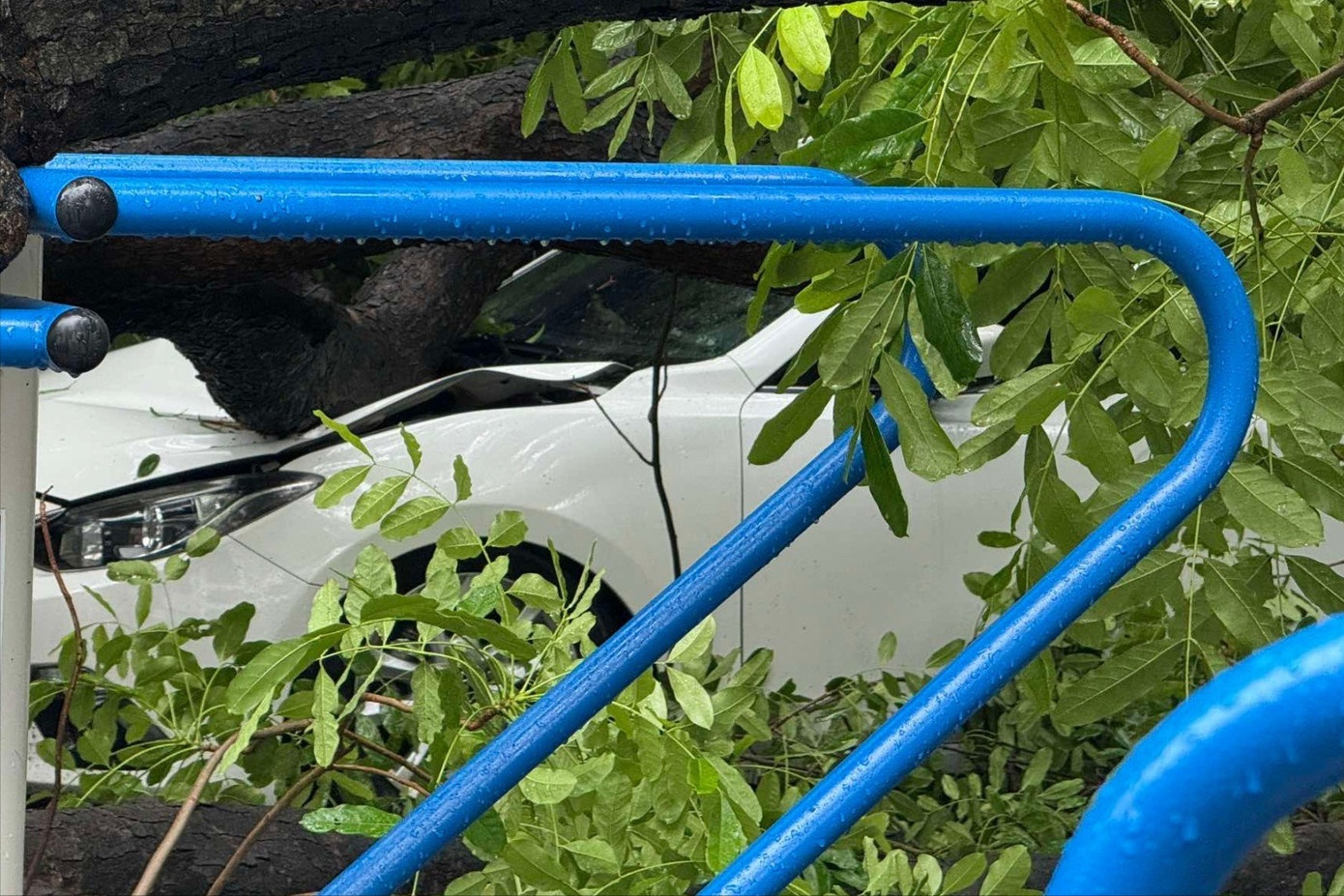 Cay de oto Trung Kinh anh 1