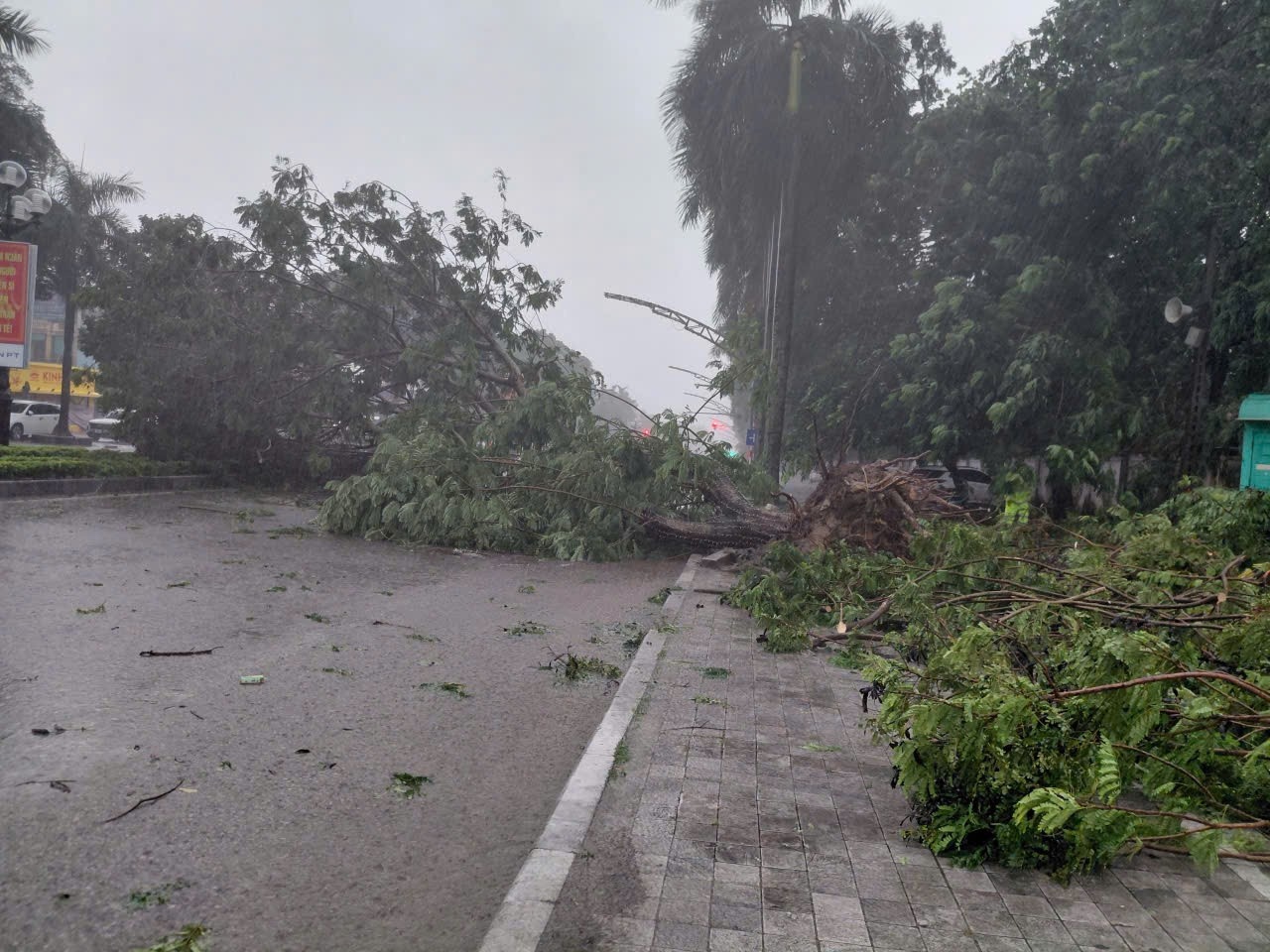 Bao so 5 Kajiki anh 3