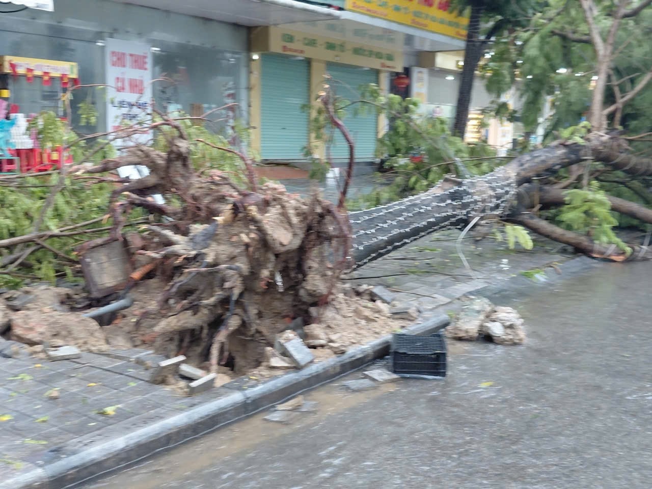 Bao so 5 Kajiki anh 7