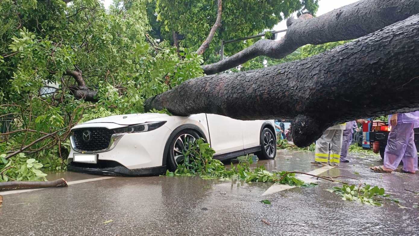 Cay xanh bat goc, de trung hai oto tai nga tu Ha Noi hinh anh