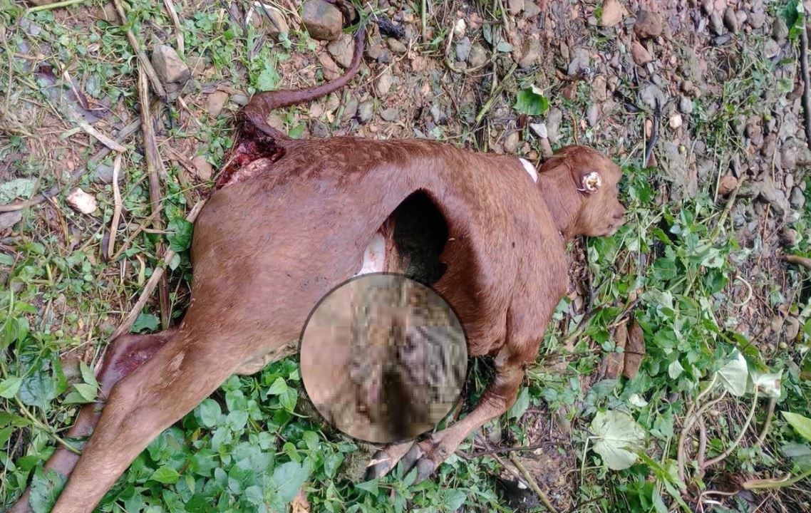 Truy tim dan soi hoang o Dien Bien hinh anh