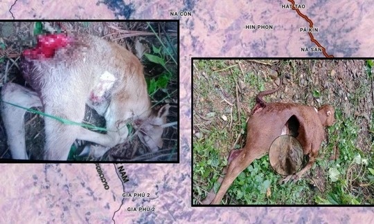 Lan theo dau vet tan cong mang dac trung cua loai soi o Dien Bien hinh anh