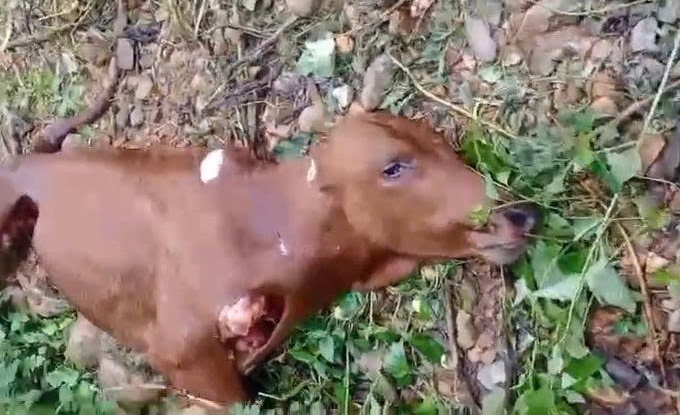 Video con be nghi bi soi an thit o Dien Bien hinh anh
