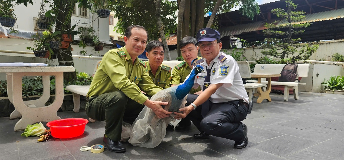 Chim cong quy An Do anh 1