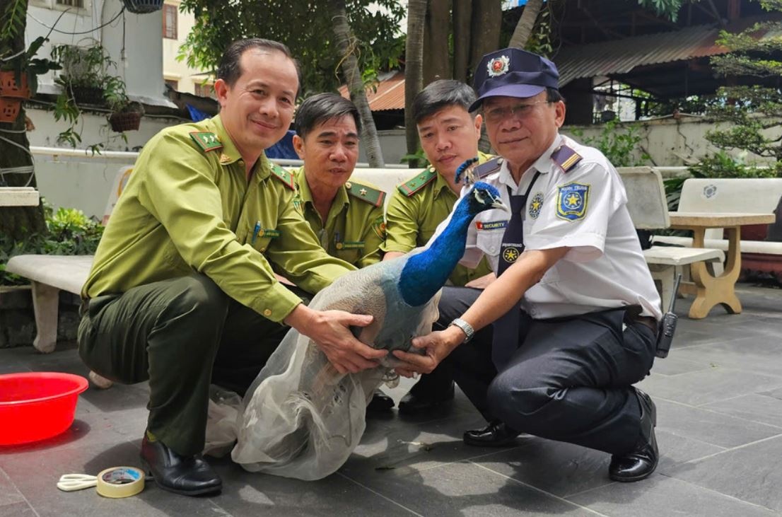 Chim cong An Do quy hiem bat ngo xuat hien o chung cu TP.HCM hinh anh