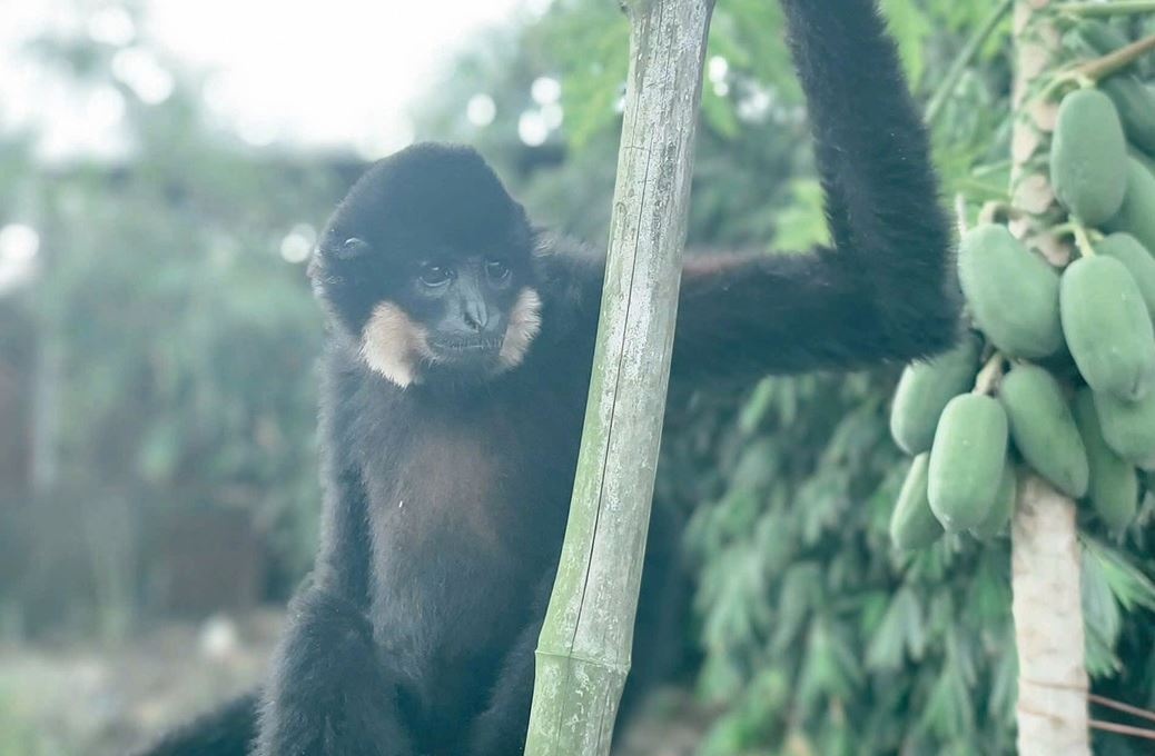 Ban thuoc me, bat vuon ma vang quy hiem o TP.HCM hinh anh