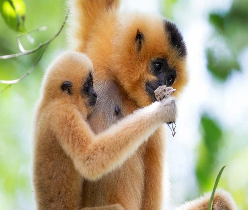 Vuon ma vang quy hiem anh 1