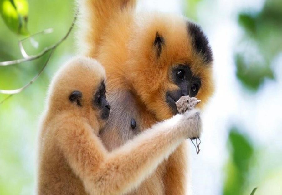 Nguoi dan giao nop ca the vuon ma vang quy hiem hinh anh