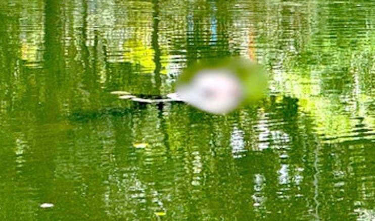 Thi the xam hinh ca chep noi tren mat ho o Gia Lai hinh anh