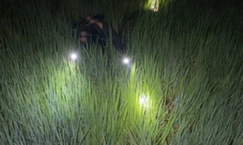 Hai nguoi tu vong tren ruong lua, nghi do bi dien giat hinh anh