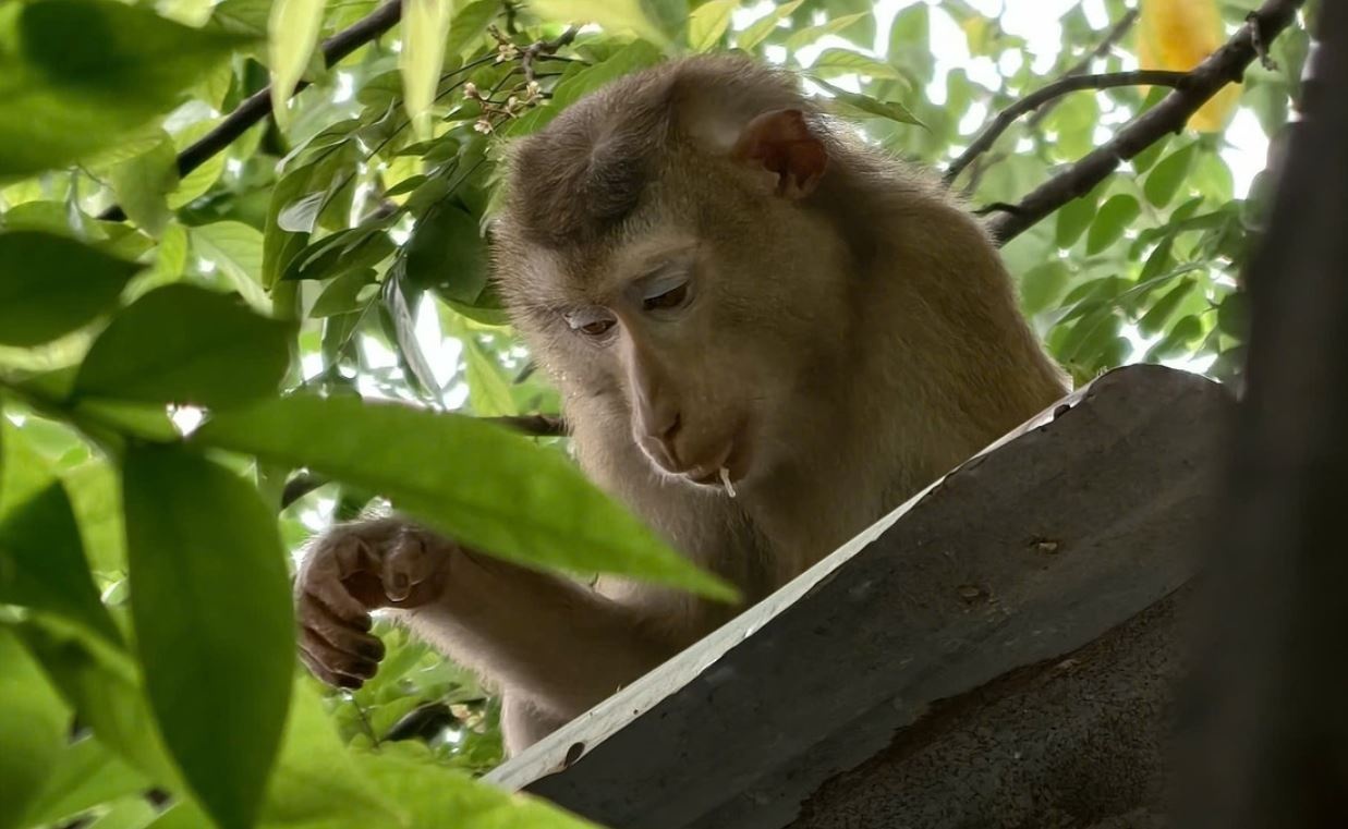 Khi duoi lon xong chuong, can nguoi o khu dan cu TP.HCM hinh anh