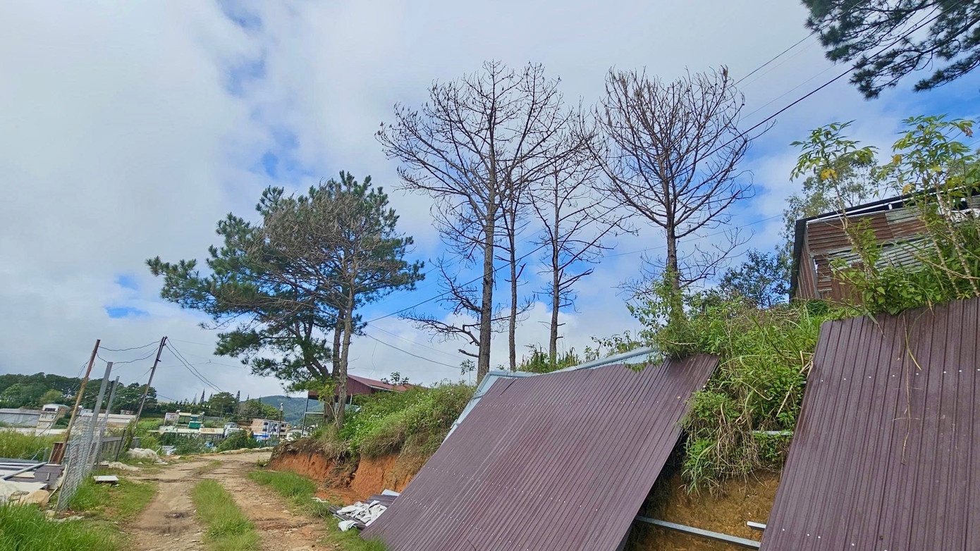 Thong Da Lat chet kho anh 1