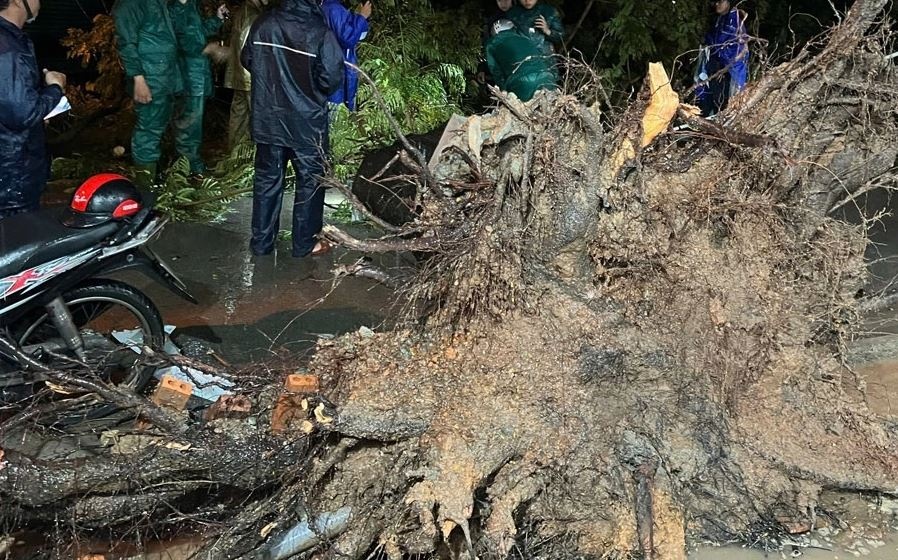 Cay xanh bat goc de trung hai ba chau o TP.HCM hinh anh