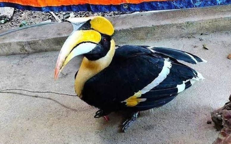 Chim la quy hiem bay lac vao nha dan o Nghe An hinh anh