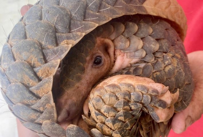 Te te quy hiem bo vao nha dan o Gia Lai hinh anh