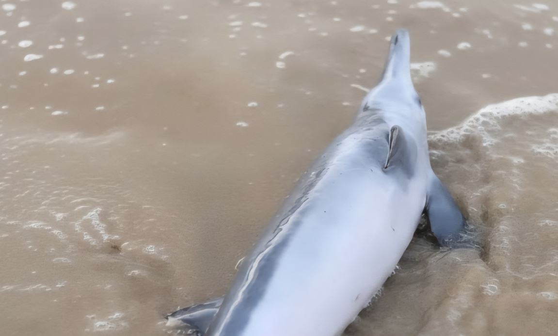 Ca heo mac can tai vung bien TP Hue hinh anh