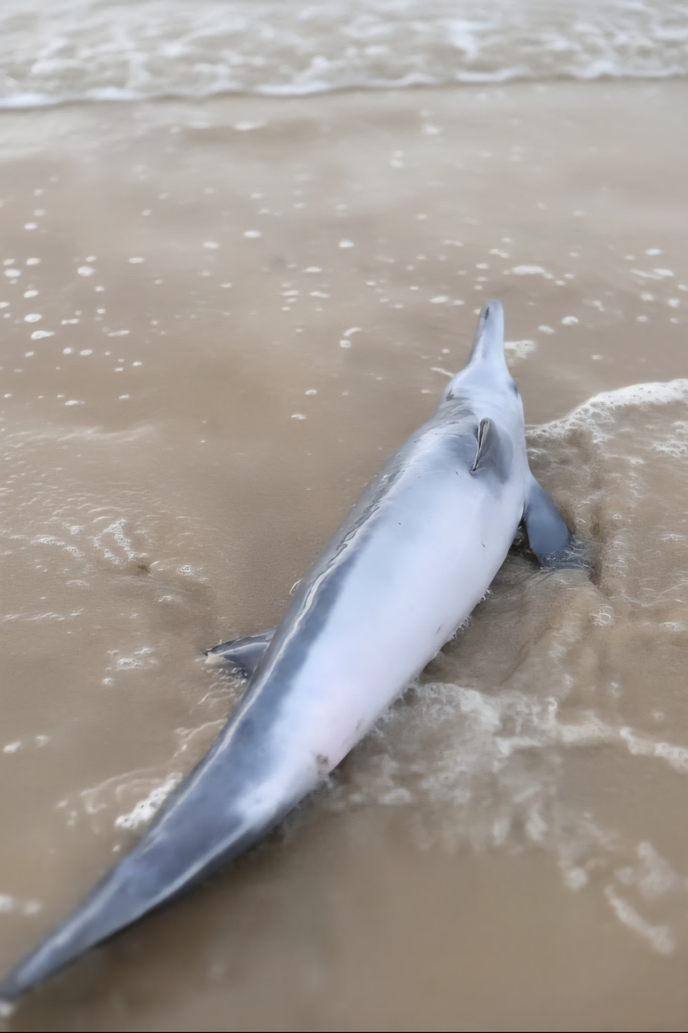 Ca heo mac can Hue anh 1