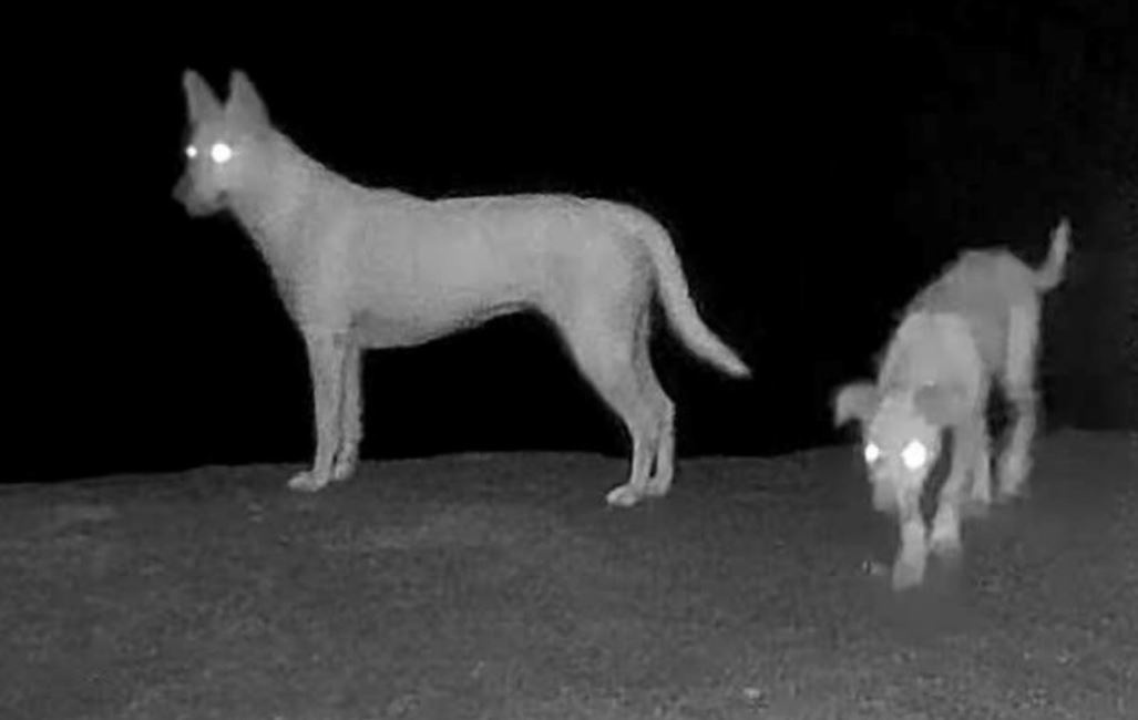 'Khi trang' tren nui Ma Thien Lanh thuc chat la... cho nuoi hinh anh