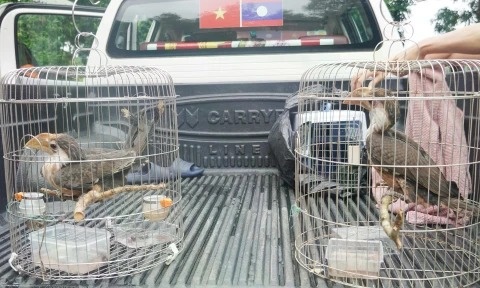 Nguoi dan giao nop 2 ca the chim troi quy hiem cho kiem lam Quang Tri hinh anh