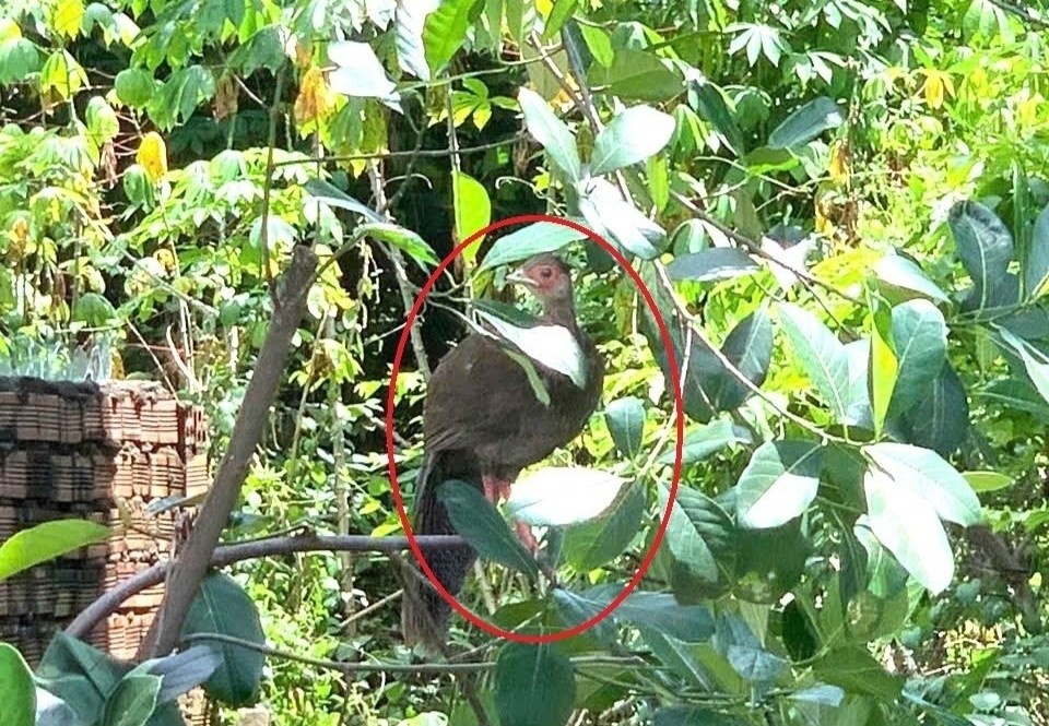 Thay con vat la trong vuon, khong ngo la loai trong Sach Do hinh anh