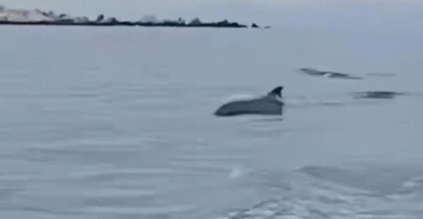 Video dan ca heo boi giua bien Lam Dong hinh anh