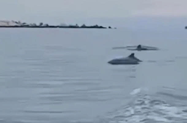 Da mat ngam hang chuc con ca heo 'nhay mua' giua bien Hon Cau hinh anh