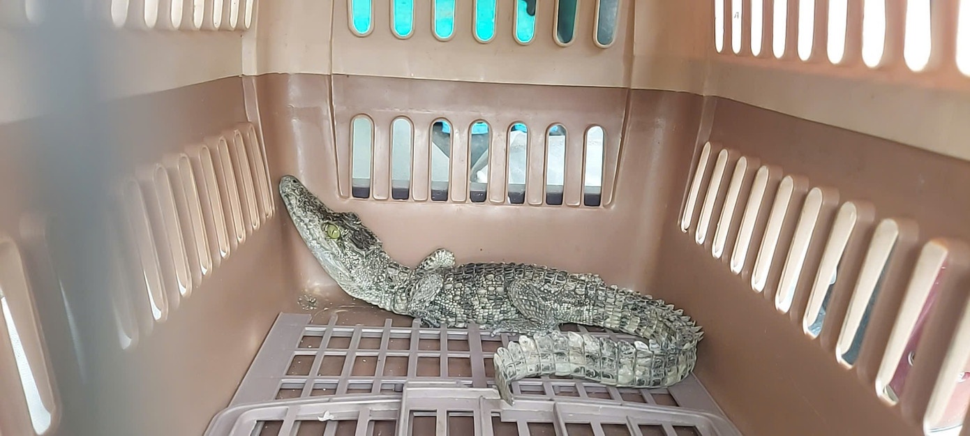 Ca sau di lac TP.HCM anh 1