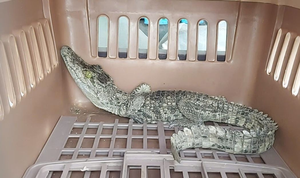 Phat hien ca sau 'di dao' trong san nha dan o TP.HCM hinh anh