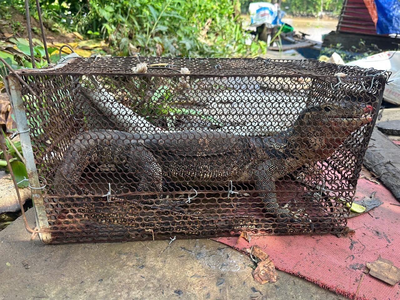 Ky da quy hiem xuat hien trong vuon nha dan o Dong Thap hinh anh