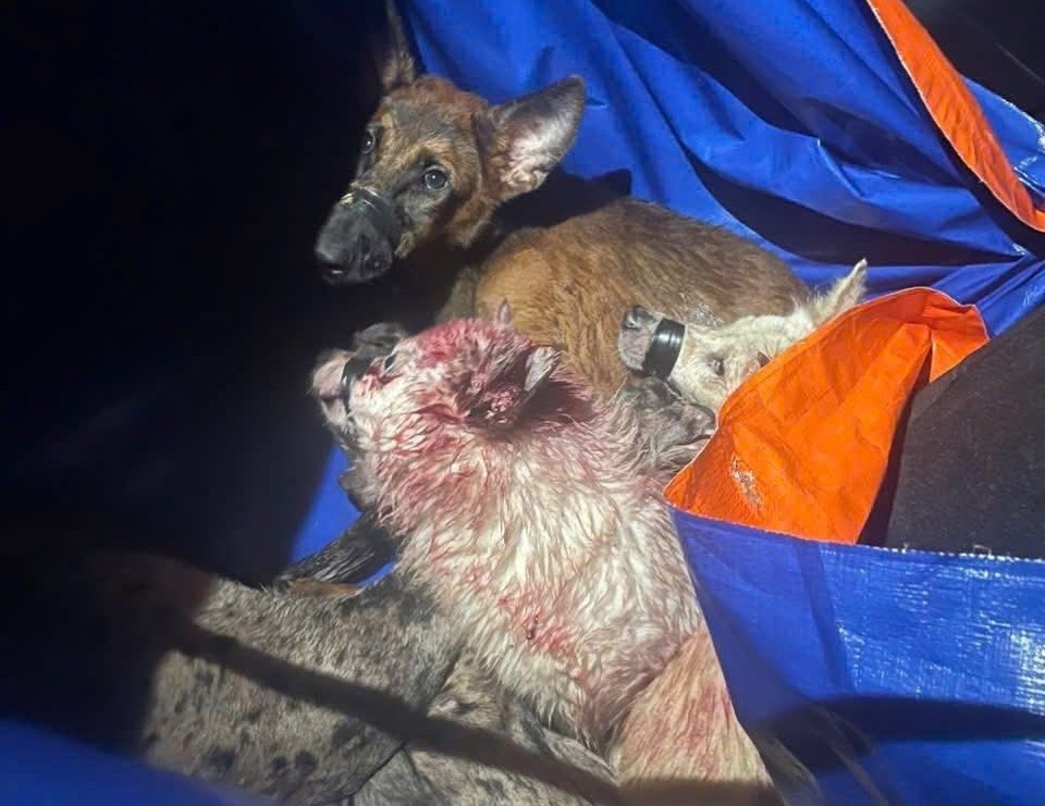 trom cho TP.HCM anh 3