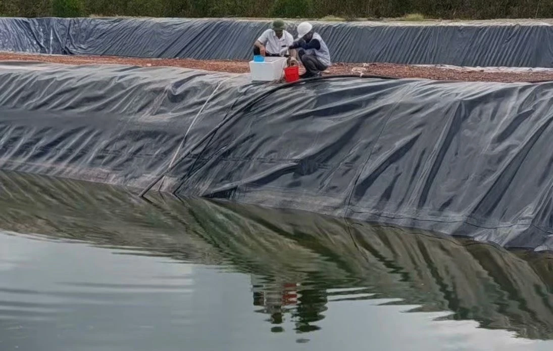 Loi dung mua bao xa thai, trang trai lon bi phat 320 trieu dong hinh anh