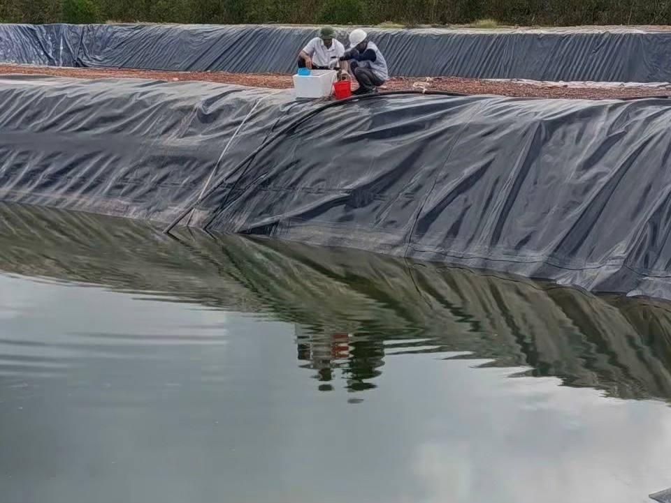 Phat trang trai lon anh 2