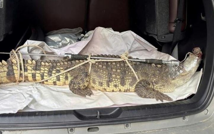 Bat duoc ca sau quy hiem nang hon 50 kg o pho bien Quy Nhon hinh anh