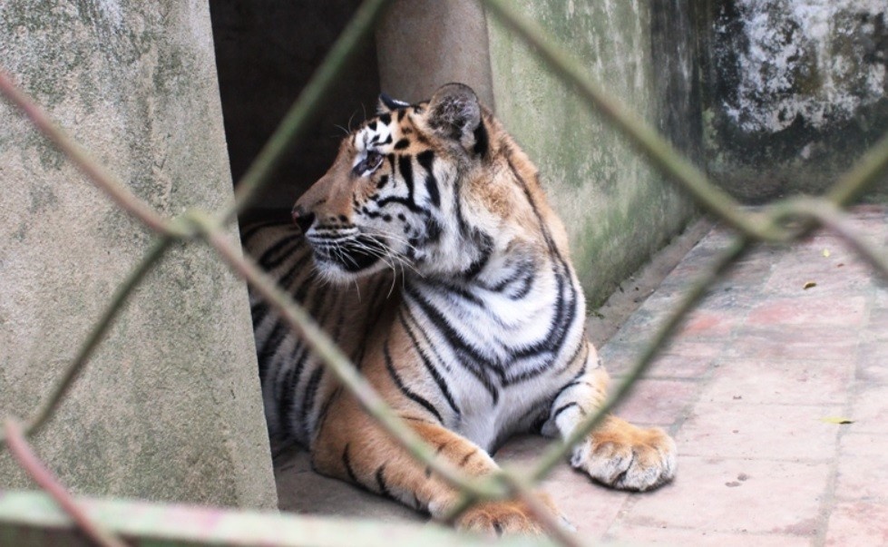 9 ca the ho nuoi trai phep o Thanh Hoa gio ra sao? hinh anh