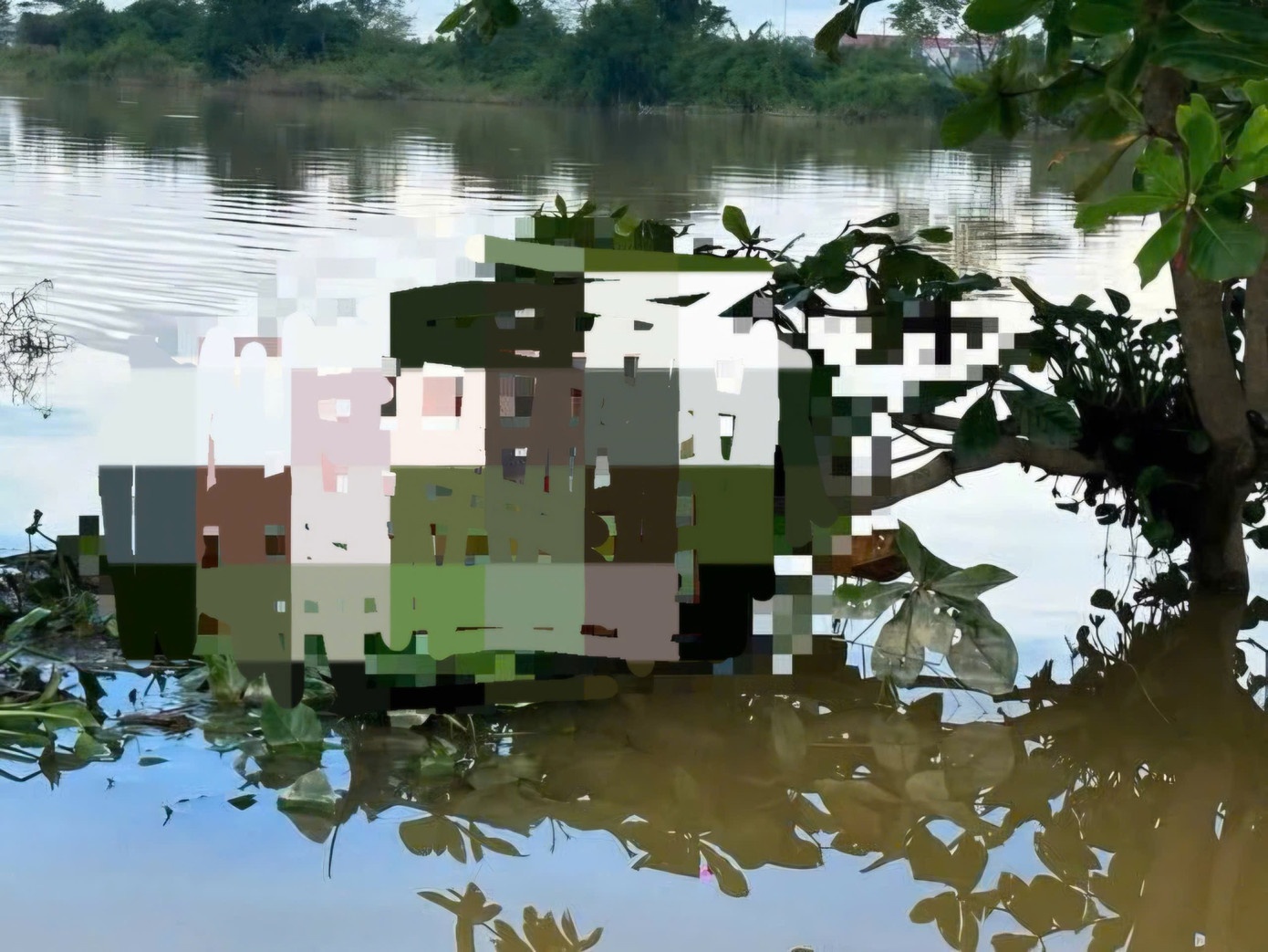 Thi the canh cay Hue anh 1