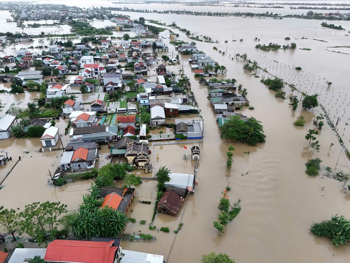 Thi the canh cay Hue anh 2