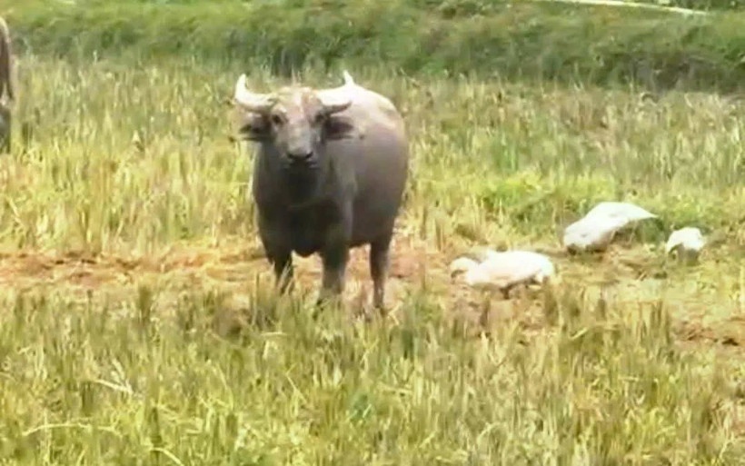 Trau la tan cong nguoi anh 1