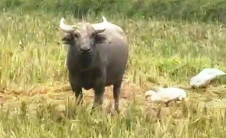 Trau la xuat hien, lien tuc tan cong nguoi o Nghe An hinh anh