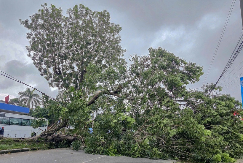 Xa cu chan quoc lo anh 1