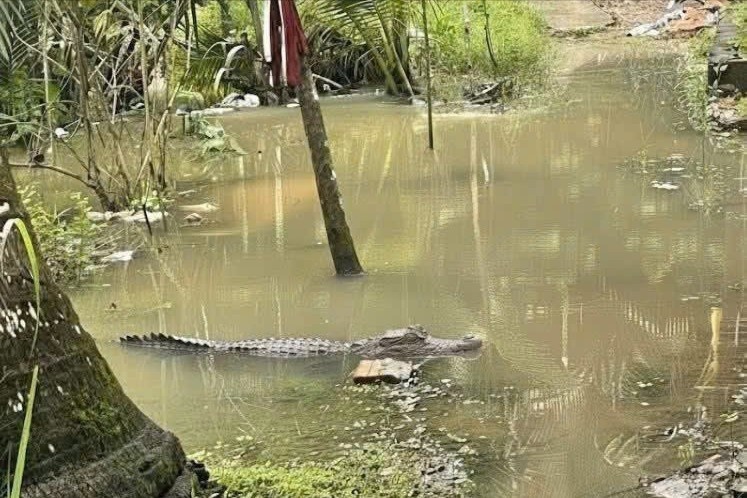 Xac minh tin ca sau xuat hien trong vuon nha dan o Can Tho hinh anh