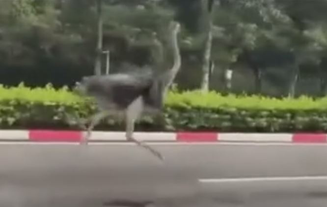 Chim ‘khong lo’ bat ngo chay tren duong pho TP.HCM hinh anh