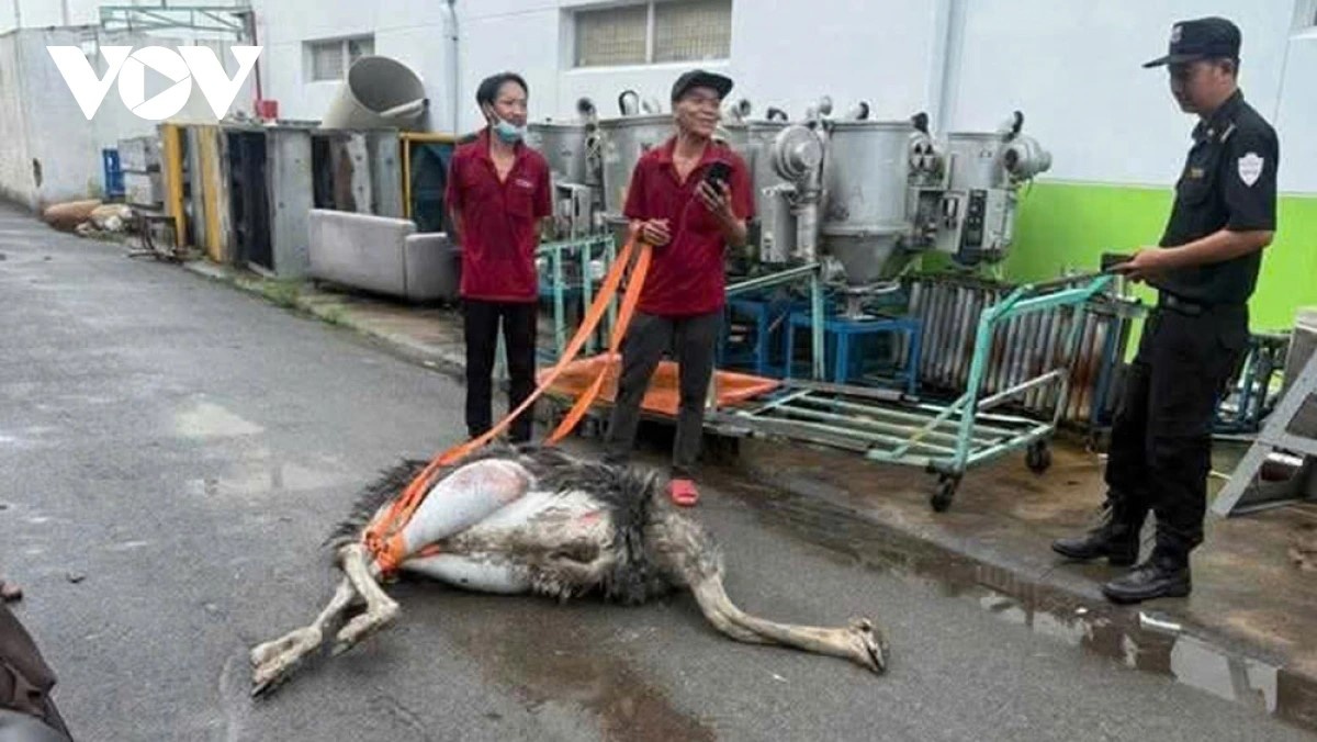 Tieu huy Da dieu TP.HCM anh 1