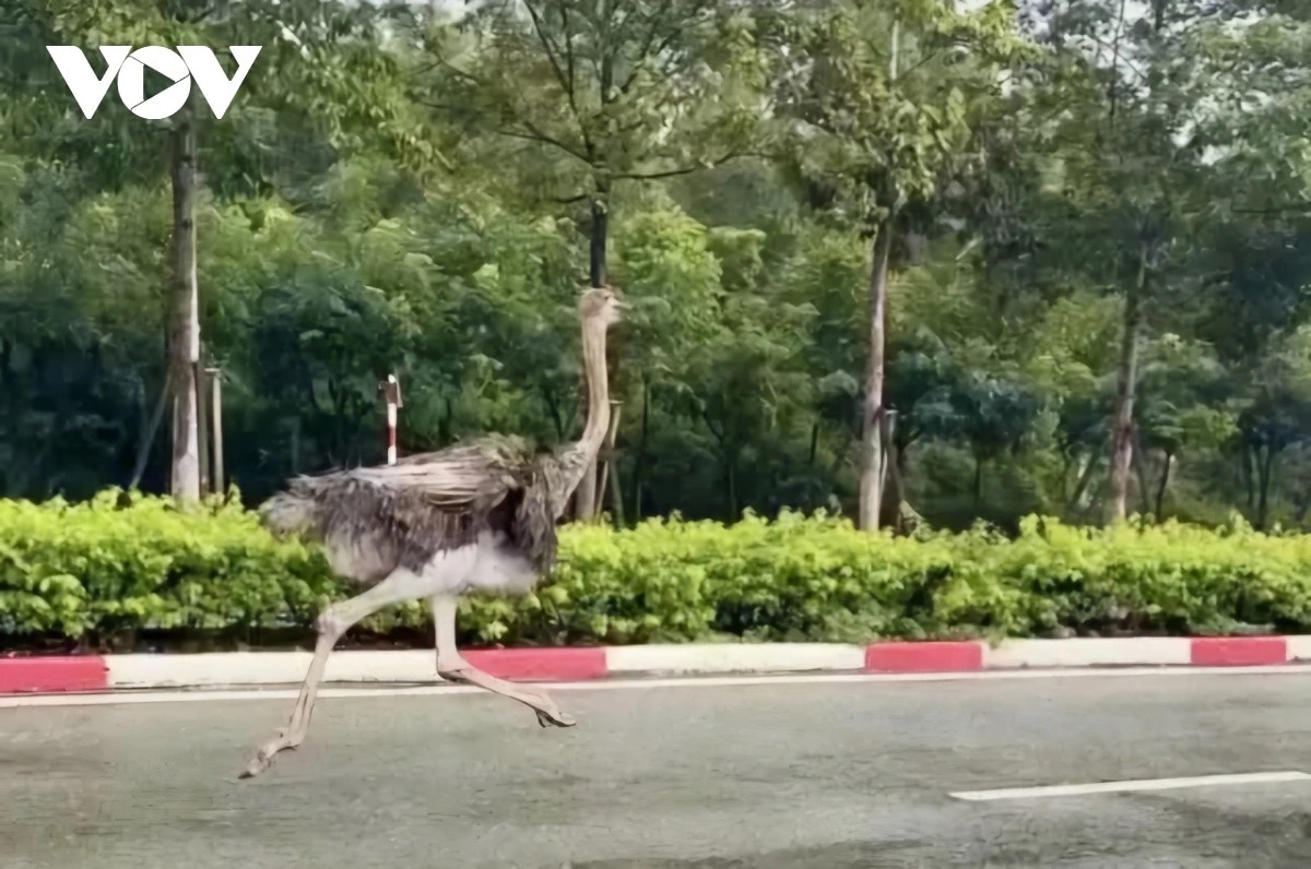 Tieu huy Da dieu TP.HCM anh 2